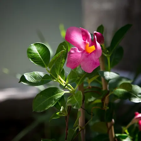 Eftychia House Vathy (Ithaca)