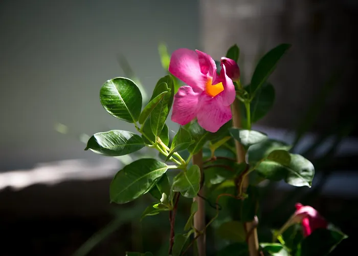 Eftychia House Vathy (Ithaca)